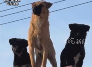 女子一个月前偶遇狗狗“三剑客” 
再次相遇 它们已在狗贩子的车上 
当事人:花1100元买回 会一直养着