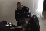 云南一搜捕警犬連續4周被通報，帶頭打架，在戰友床上尿尿