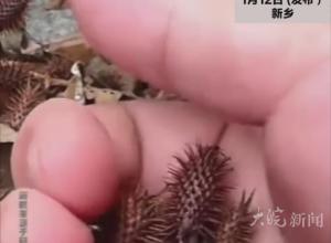 9岁男孩喝奶奶偏方苍耳子后 
中毒进ICU 若严重或需换肝 
孩子妈妈：不怪奶奶，只恨自己