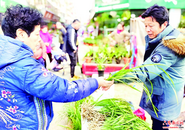 人勤春來早 花草苗木俏