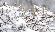 黃山市多地迎來降雪