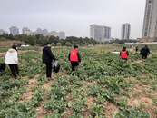 城南鎮關田畈社區開展收儲地塊白色垃圾清理志愿服務活動
