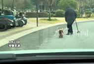 狗狗是人類忠誠的朋友！小狗攔住過往車輛，守護蹣跚老人過馬路
