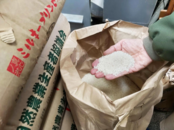 米價(jià)漲了大半年，日本政府才投放儲備糧