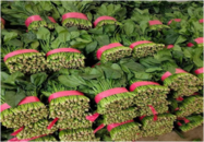 蕭縣新莊鎮馬鄭莊村：大棚菠菜喜豐收 鋪就農戶致富路 