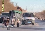 大爺騎三輪車  狗狗站在車頂上不停“轉圈”網友：360影像和哨兵模式