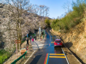 沿著美麗公路感受春天的浪漫
