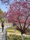 合肥天鹅湖公园梅花绽放春意浓