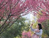 “梅”景如畫！巢湖公園里的梅花全開啦