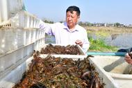 蝦苗投放！“巢湖產”小龍蝦將在4月陸續上市