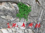 巢湖銀屏山千年牡丹已花開(kāi)三朵