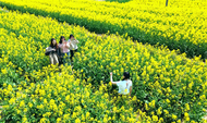 懷寧縣江鎮鎮：油菜花開繪就春日盛景