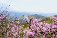 九華山風景區開展為期一年的韓國游客優惠年活動