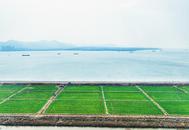 春意盎然，巢湖岸景入畫來