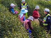 庐江：平安大礼送茶山