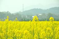 宜秀區(qū)羅嶺鎮(zhèn)黃梅村：油菜花開迎客來 “農(nóng)文旅”融合譜新篇 