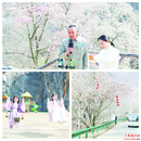 以春之名 共赴花事