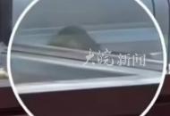 食品柜出現(xiàn)老鼠  楊國(guó)福發(fā)布致歉信：涉事門(mén)店下架銷(xiāo)毀全部食材 停業(yè)整改