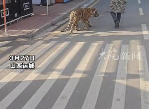 大爷大妈闲溜东北虎逛马路  景区工作人员：饲养员牵着从小喂到大很熟