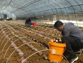 懷寧縣金拱鎮：小小羊肚菌 撐起致富傘  