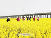阜南縣開啟油菜花文旅美食季、 蜆子美食文化盛宴活動(dòng)