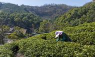 茶山變“金山” 廬江多地茶園開采頭茬春茶