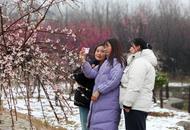 淮北杜集區：踏雪尋梅春意濃