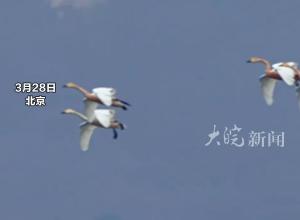 白天鹅在颐和园昆明湖降落 翩然而至 轻落湖心