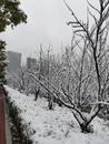 吴中伟：下在朋友圈的雪
