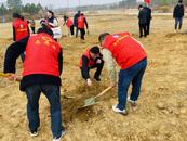 懷寧縣小市鎮(zhèn)：植樹(shù)添綠正當(dāng)時(shí)，黃桃種下新希望