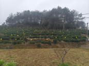 歙縣富堨鎮：黨建引領助力茶園綠色防控  