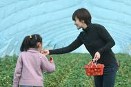 臨泉縣萬畝草莓園成為“親子游”、“研學游”第二課堂