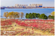 銅陵：梅花綻放迎客來