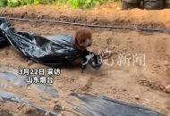 狗狗在家跑來跑 挺閑的 主人拉它去大棚里鋪膜 “干活又快又好 一個狗頂5人工作量”

