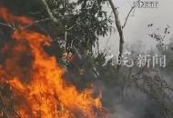 兄妹三人祭掃時引發山火被罰種樹2000棵，一家人近6年補種4000余株完成生態救贖