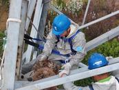 變電站線路上出現鳥巢   內有3只小喜鵲和3顆鳥蛋
