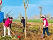 懷遠縣包集鎮：三月好春光 義務植樹忙  