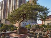 癡迷盆景30年，他在滁州鬧市打造“空中花園”
