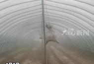 農(nóng)戶就地取材用沙袋自制“阻尼器”對(duì)抗大風(fēng)