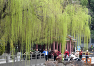巢湖市：春雨潤新綠 垂柳繪春色