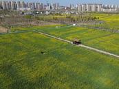 合肥瑶海350亩油菜花海醉游人