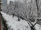 阜陽臨泉、太和等地積雪深度達(dá)10厘米