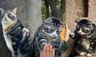 吴云飞：猫薄荷