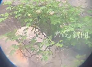 巢湖银屏山千年牡丹 今天已有3朵盛开