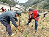 植樹添綠促振興 柑桔飄香富民生——歙縣新溪口鄉(xiāng)開展植樹節(jié)柑桔種植活動(dòng)  