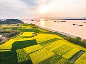 春江水清 花開成海