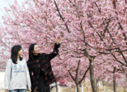 巢湖市夏閣鎮(zhèn)300多畝櫻花進(jìn)入最佳觀賞期