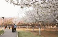 賞櫻正當時 淮南五一公園的櫻花競相綻放