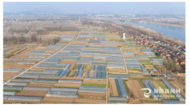 銅陵千畝蔬菜基地助農增收致富