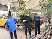 肥东：植树添绿，共筑美好家园